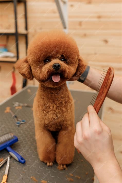 Premium Photo | Male groomer brushing hair of Tea Cup Poodle dog hair