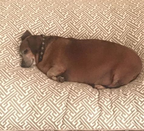 Fat Vincent the Dachshund Transformed After Losing More Than Half His