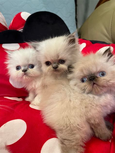 🌴😻... - Himalayan & Persian Kittens -Ecuarico Tropicats