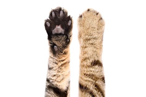 What Does A Cat S Paw Look Like Under X Ray at Charlie Gladys blog