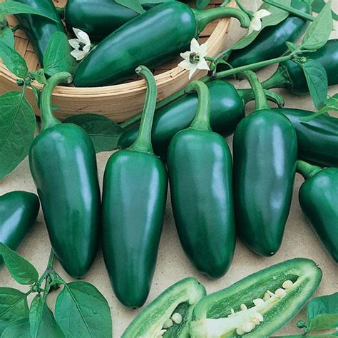 Pepper Jalapeno - Sugar Creek Gardens