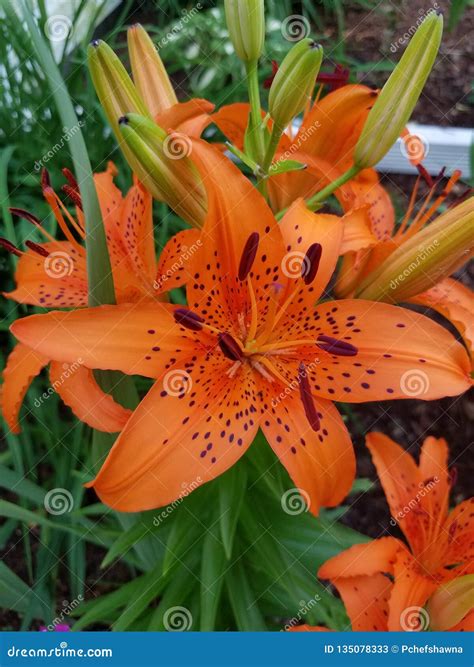 Orange Asiatic Lily in Full Bloom. Stock Image - Image of foliage