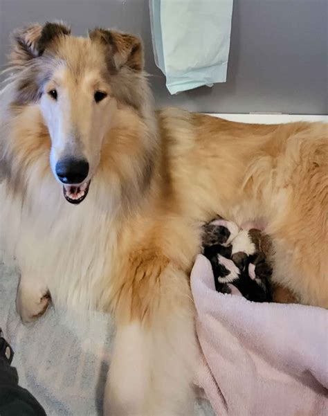 Collie Puppies For Sale In Colorado