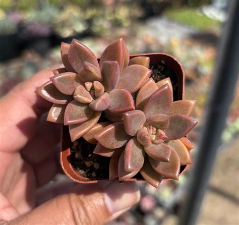 Vera Higgins Succulent - Etsy