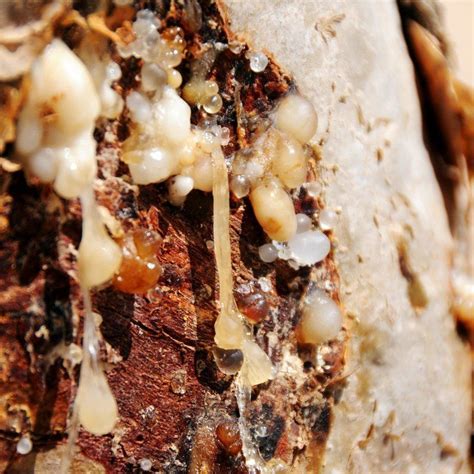 frankincense boswellia serrata essential oil ladan