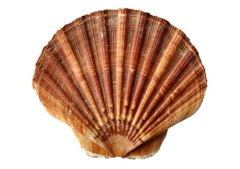 seashells clipart shell beach picture  seashells clipart shell