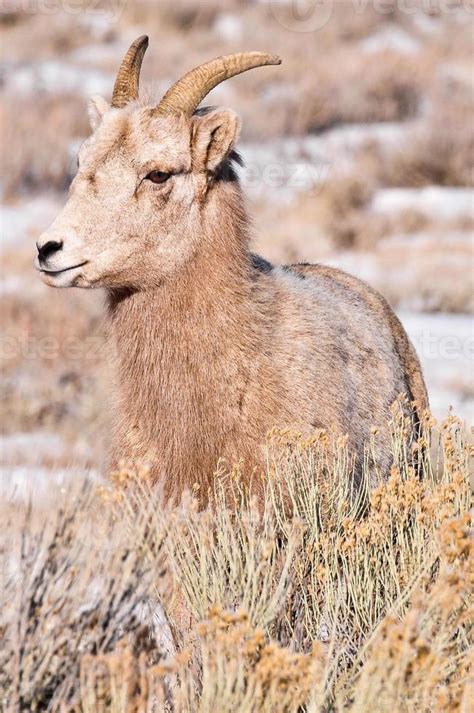 Bighorn Sheep portrait 16672509 Stock Photo at Vecteezy