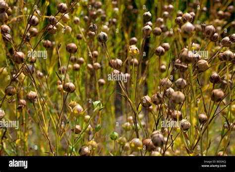 Flax, Linum Usitatissimum Stock Photo - Alamy