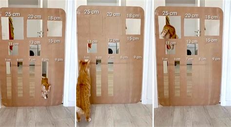 agile cat jumps  cardboard cutouts  increasingly difficult sizes