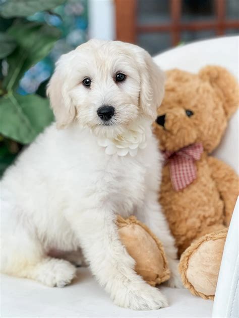 Explore Cute F1B Teddy Bear English Goldendoodles Images