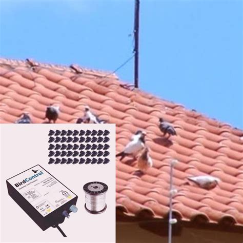 O Que Fazer Para Espantar Pombos - ESPANTA POMBOS REPELENTE PARA POMBOS