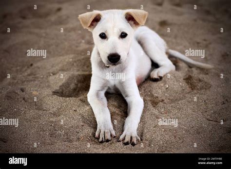 A Bali Dog puppy in the beach in Bali, Indonesia Stock Photo - Alamy