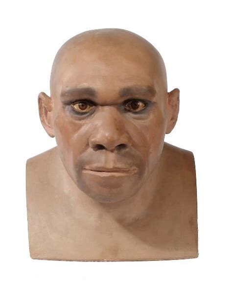 Homo neanderthalensis For sale as Framed Prints, Photos, Wall Art and ...