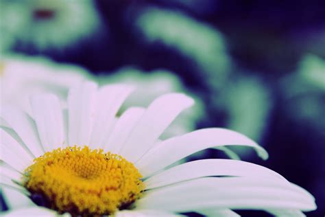 2560x1440 wallpaper | white daisy | Peakpx