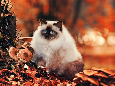 Himalayan cat price range. Himalayan kittens for sale cost. Best ...