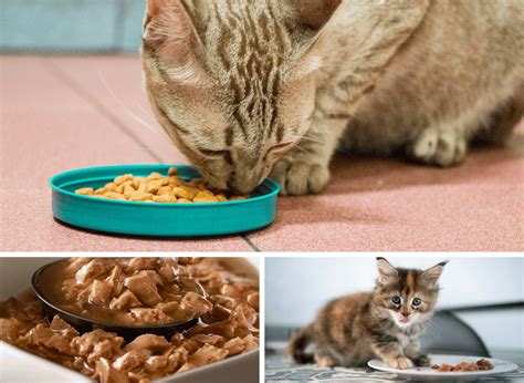 premium cat food  healthy felines