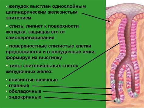 Глотка. Пищевод. Желудок - online presentation