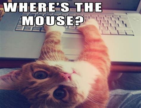 Funny Cat Memes Wallpapers - Wallpaper Cave