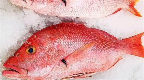 kenali spesies ikan merah  mudah ditemui