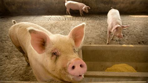Scientists Say New Strain of Swine Flu Virus Is Spreading to Humans in