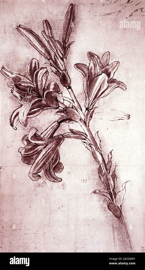 Study of a Lily by Leonardo da Vinci. Leonardo di ser Piero da Vinci ...