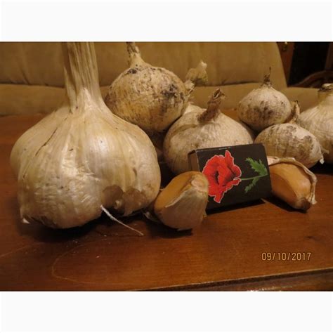 Продам чеснок Рокамболь, купить чеснок Рокамболь, Запорожская обл ...