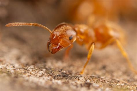 Macrophotography — Frank Ashwood