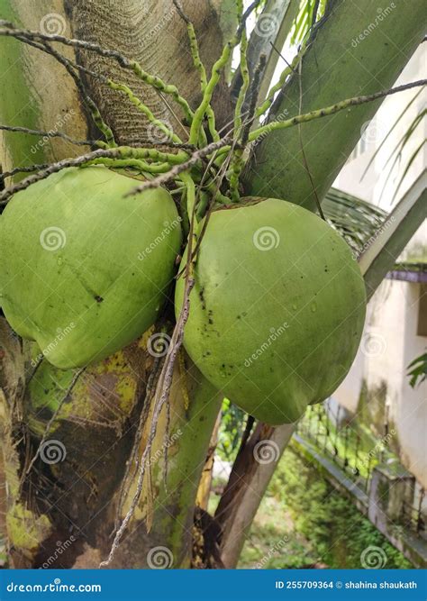 Tender coconut stock photo. Image of fresh, coconut - 255709364