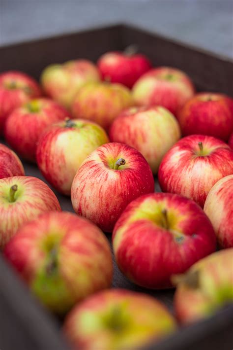 A new season of local apples - Better Food