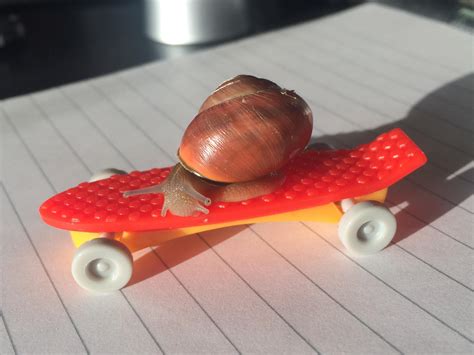 The Fastest Snail in Town : r/aww