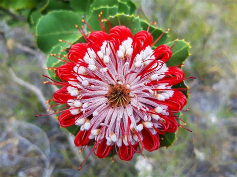 Banksia coccinea (Scarlet Banksia) – Ausemade