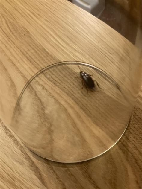 Need help identifying these : r/roaches