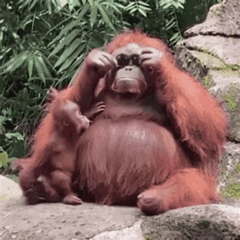 funny monkey gifs gifdbcom