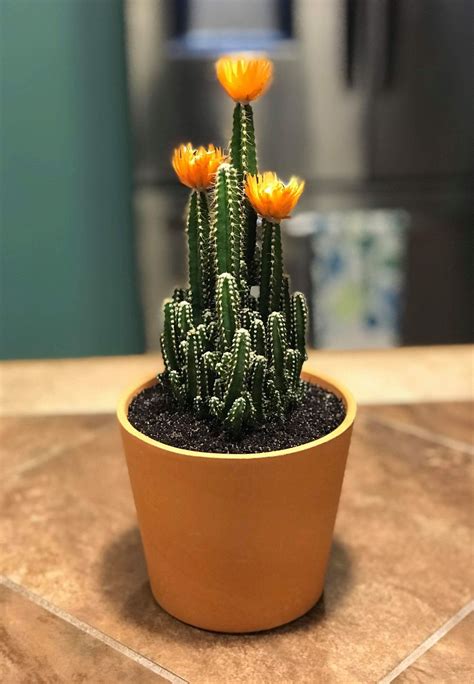 Indoor Cactus Plants With Flowers at Thomas Reiser blog