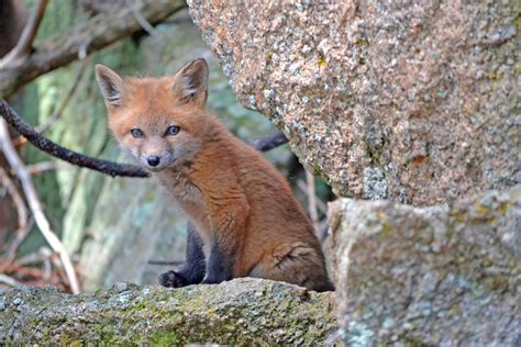 Free Images : nature, animal, wildlife, fauna, red fox, vertebrate