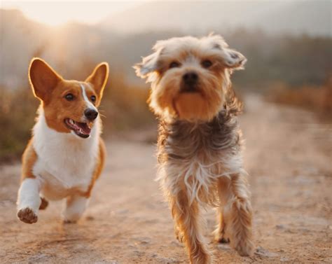 Dog Training With Heart