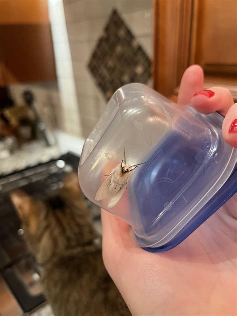 Found this moth on Pinterest, is this real??? Is so pretty!!! If it’s