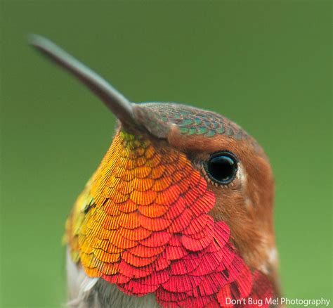 vivid hummingbird close ups reveal  incredible beauty bored panda