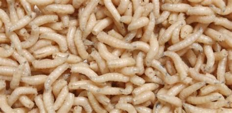 O Que Fazer Se Ingerir Larva De Mosca - O que acontece se você comer larva de mosca? – Fatos Desconhecidos