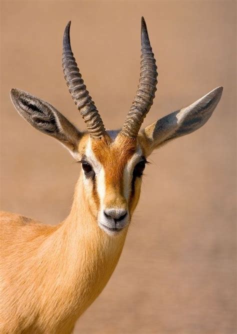 gazelle