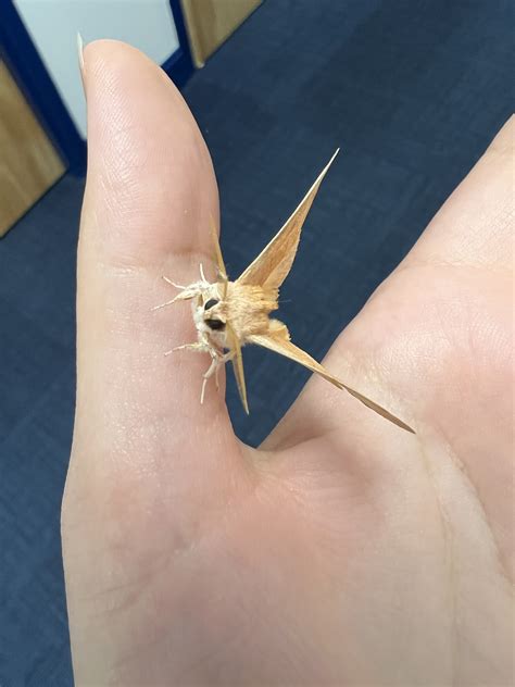 Record #1087766 Details - Maryland Biodiversity Project