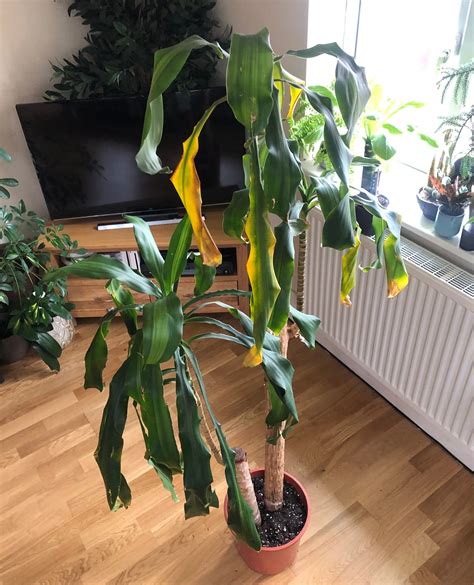 CARE GUIDE for Dracaena Fragrans 'Massangeana' (Corn/Cane Plants)