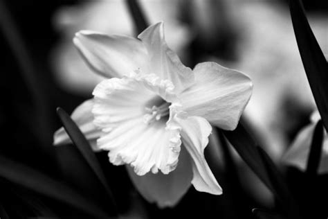 images blossom black  white flower petal flora close