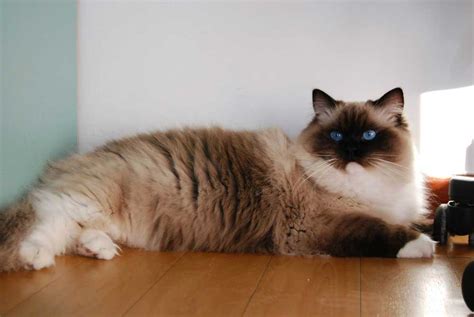 Ragdoll : caractéristiques, caractère, santé, alimentation et prix