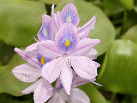 water hyacinth applied aquatic management