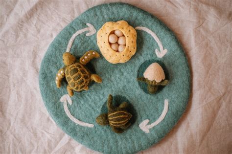 Life Cycle of a Green Sea Turtle – The Saltwater Collective