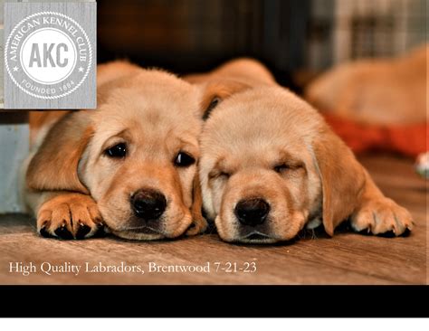 Solano Retrievers - 11 weeks old AKC Labrador Retrievers Parents OFA certified and genetic