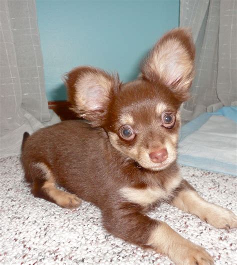 Top 91+ Pictures Show Me A Picture Of A Chiweenie Dog Sharp