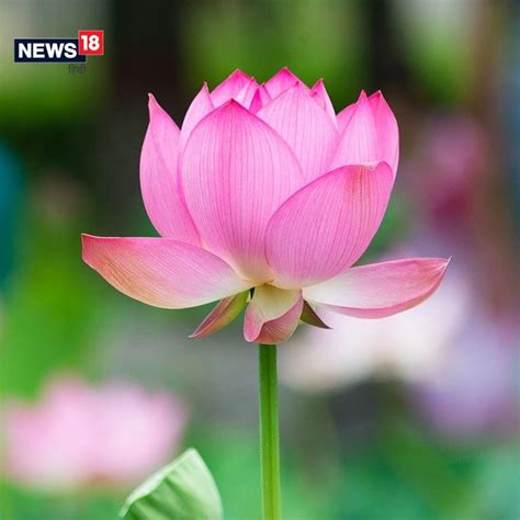 खूबसूरत होने के साथ औषधीय गुणों से भी भरपूर होते हैं ये 6 फूल