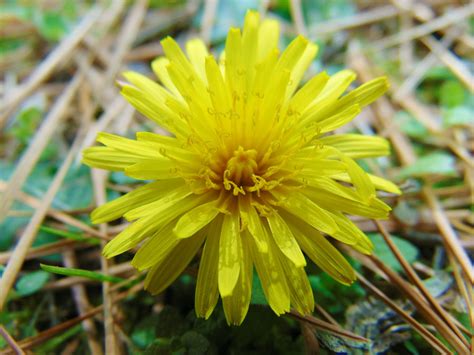 Veenacos - Messed around outside and took photos instead...